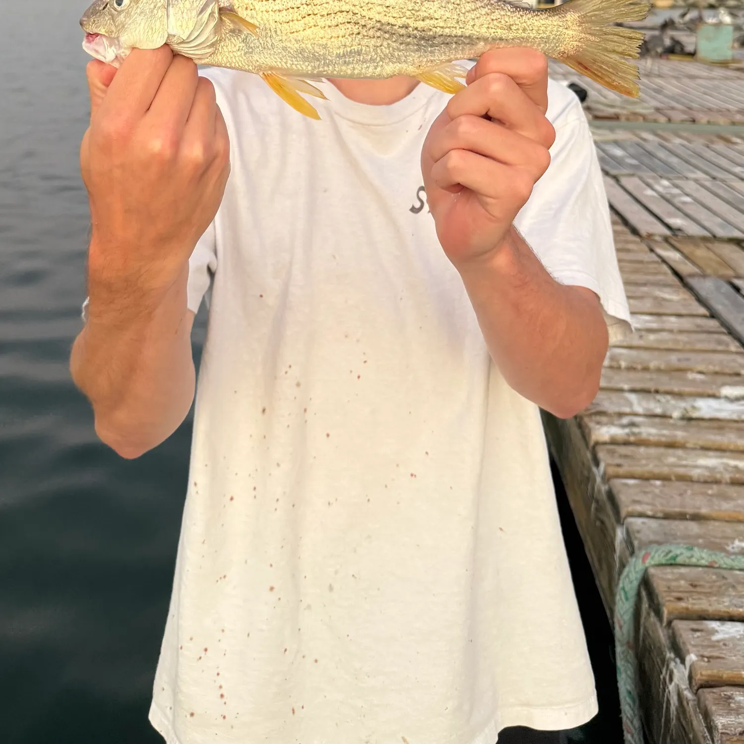 Yellowfin croaker caught on Fishbrain