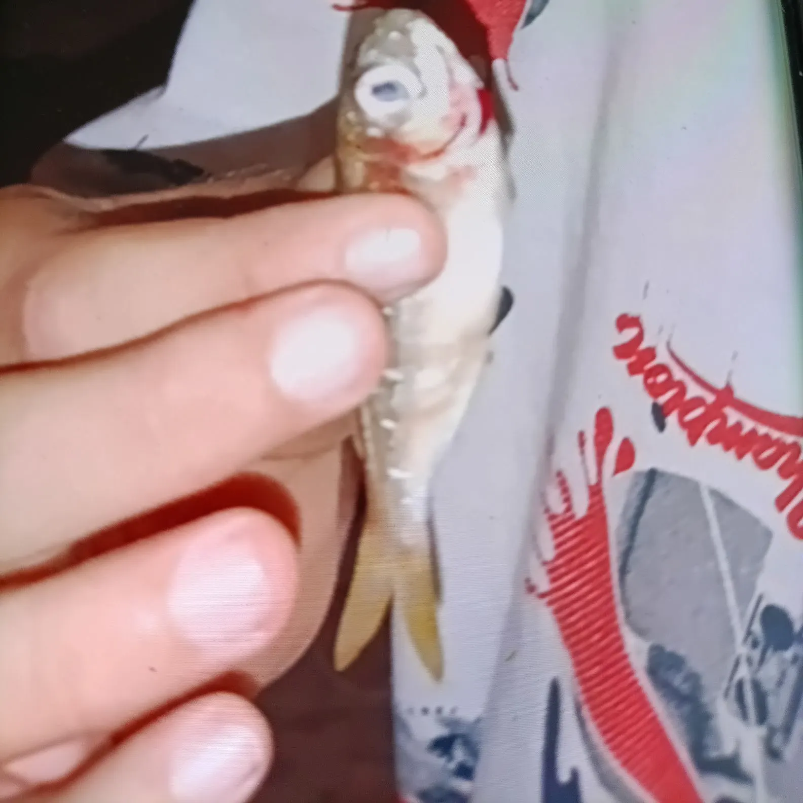 Yellowfin menhaden caught on Fishbrain