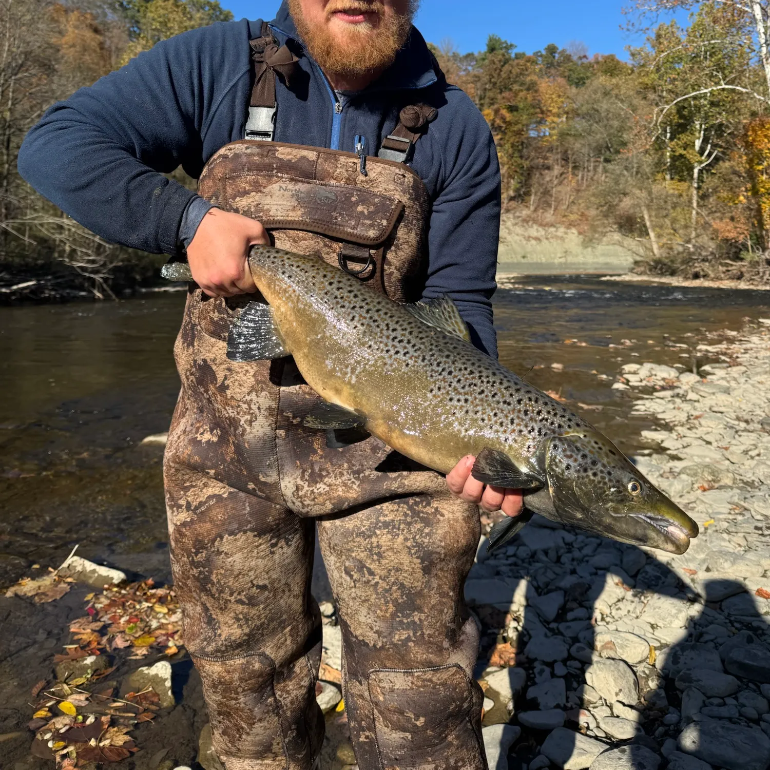 Brown trout caught on Fishbrain