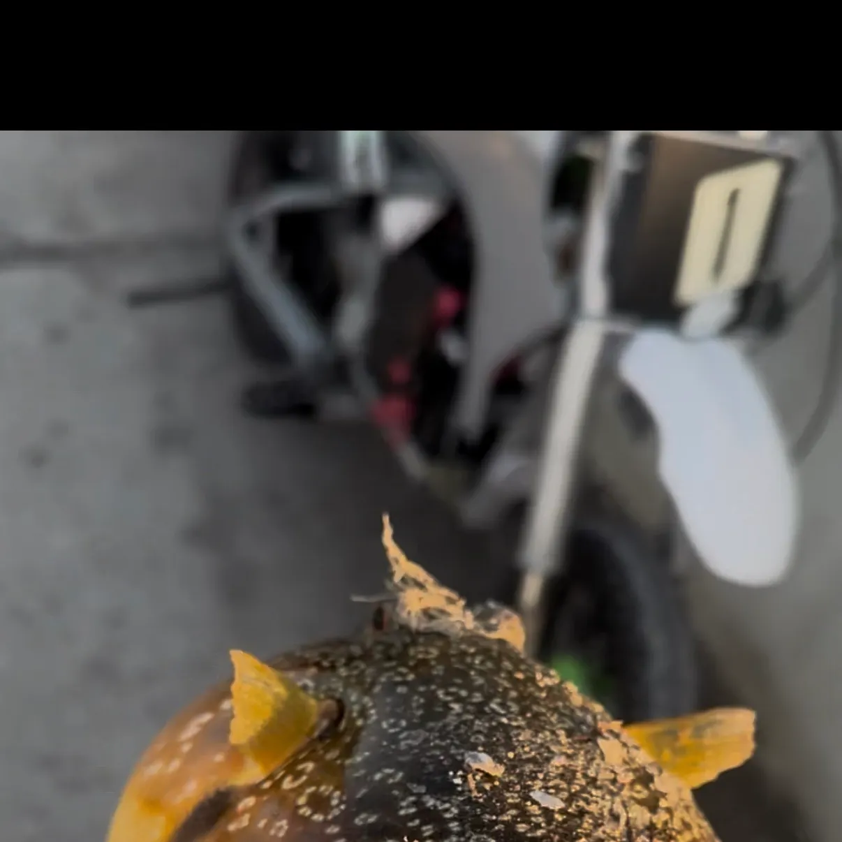 The most recent Southern puffer catches on Fishbrain