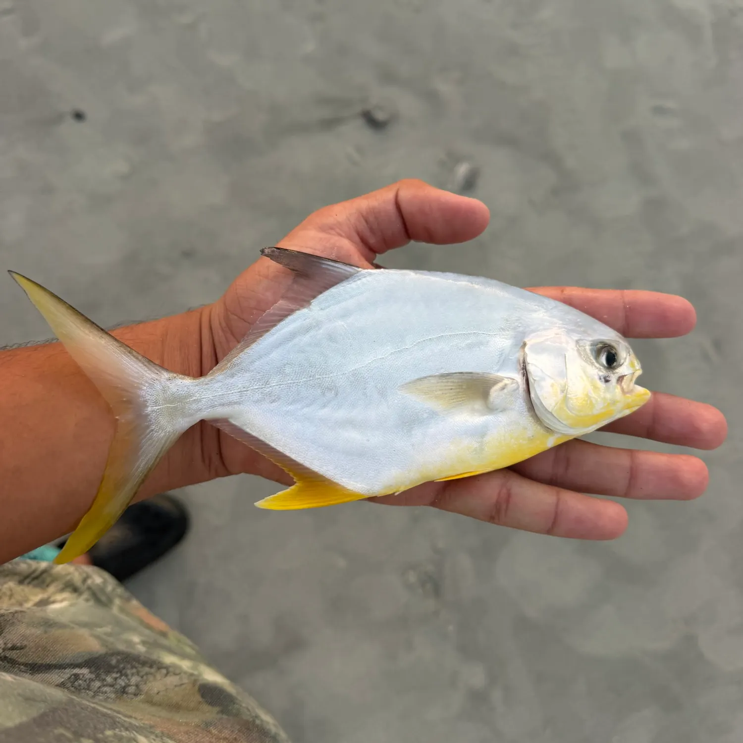Florida pompano caught on Fishbrain