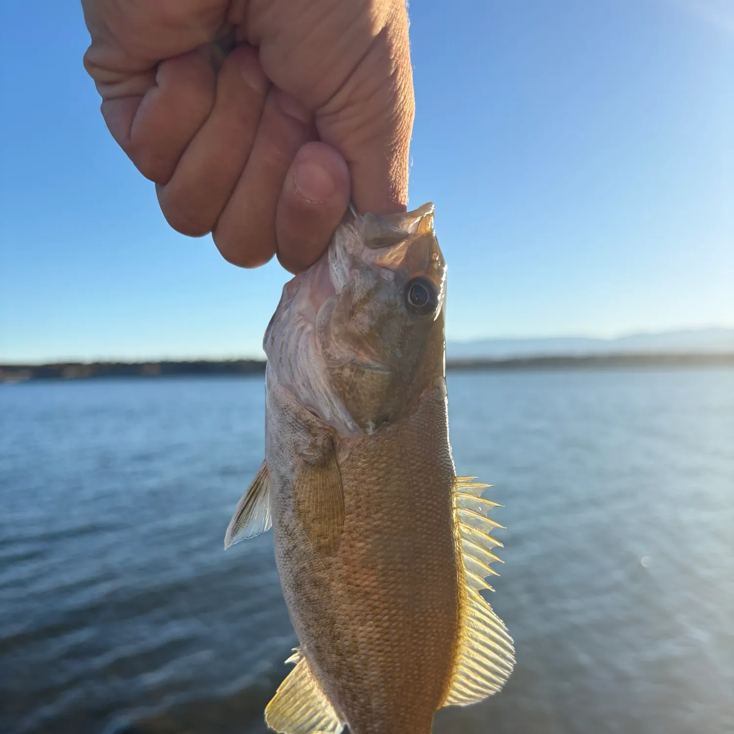 Smallmouth bass caught on Fishbrain