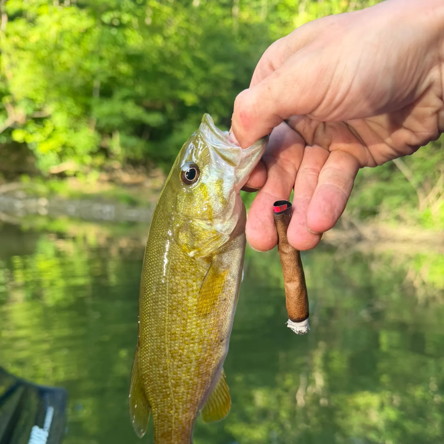 Smallmouth bass caught on Fishbrain