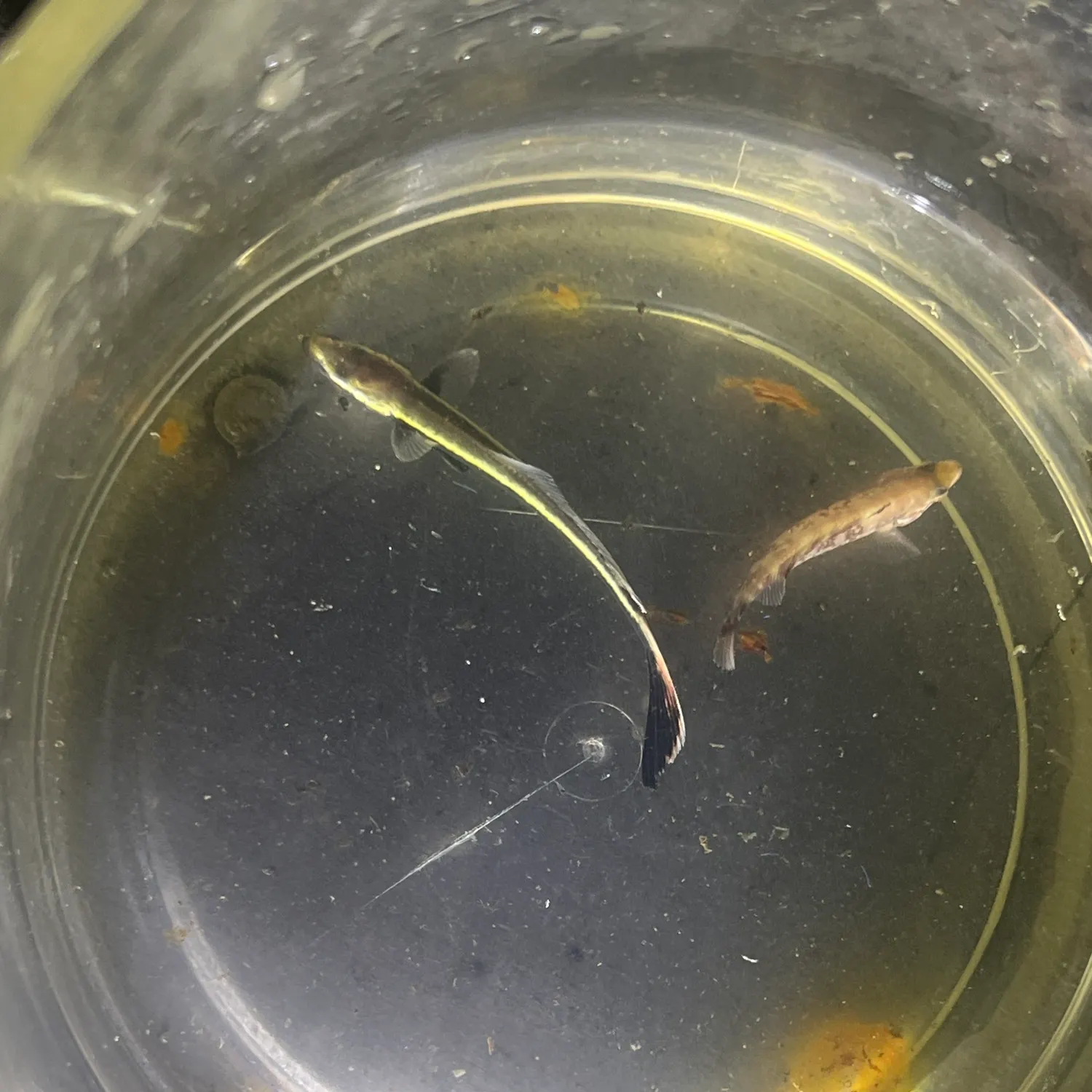 The most recent Round Scad catches on Fishbrain