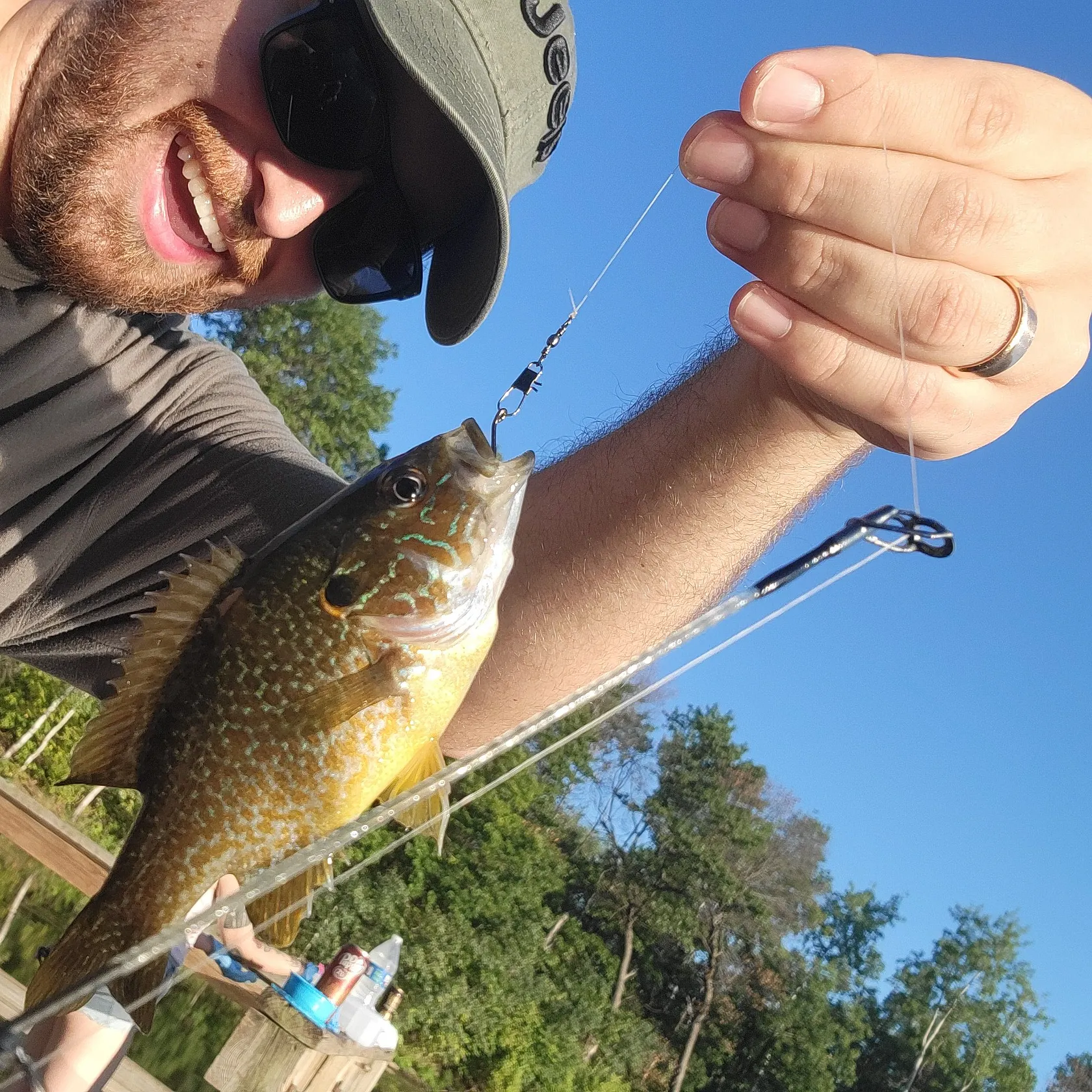 Greengill hybrid caught on Fishbrain