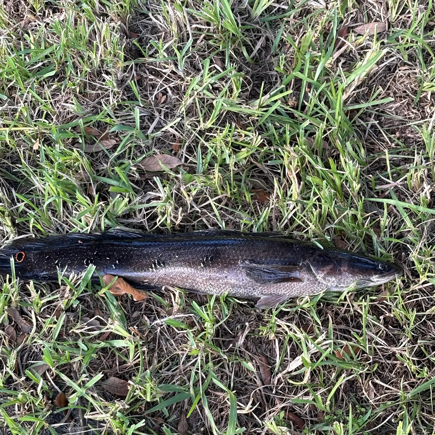 Goldline snakehead caught on Fishbrain
