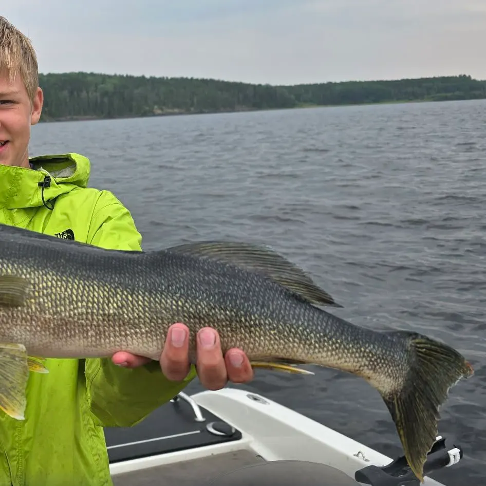Walleye caught on Fishbrain