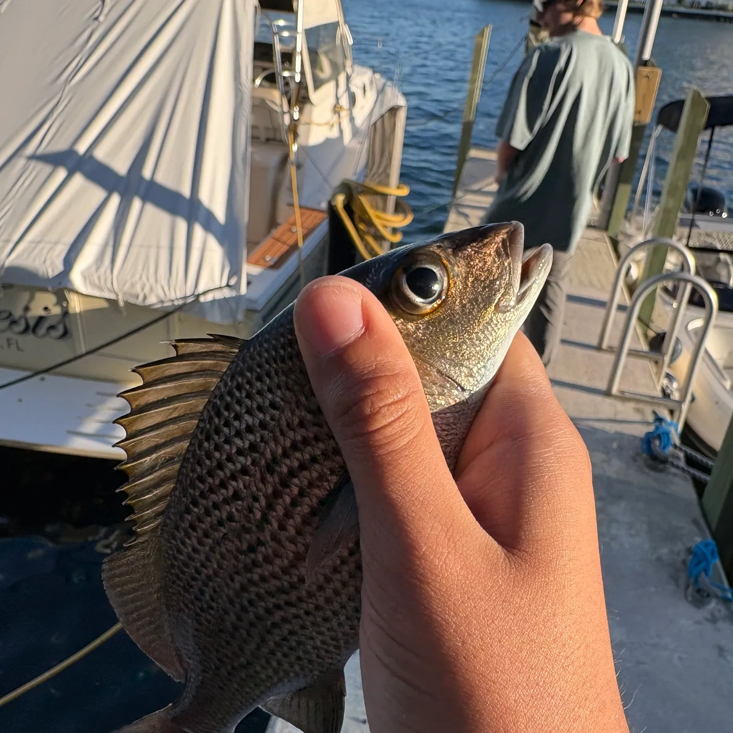 The most recent Sailor's choice grunt catches on Fishbrain