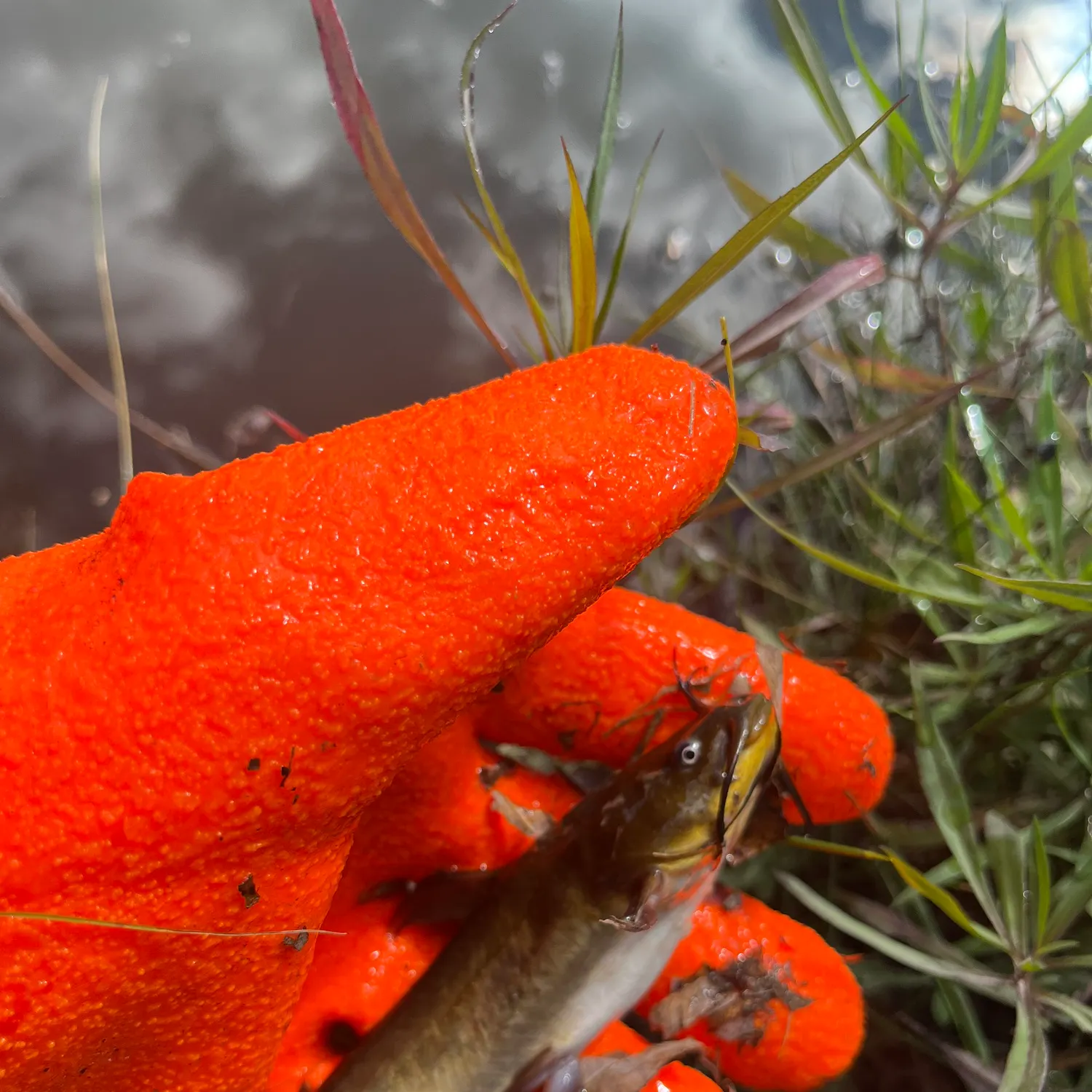 Black bullhead caught on Fishbrain