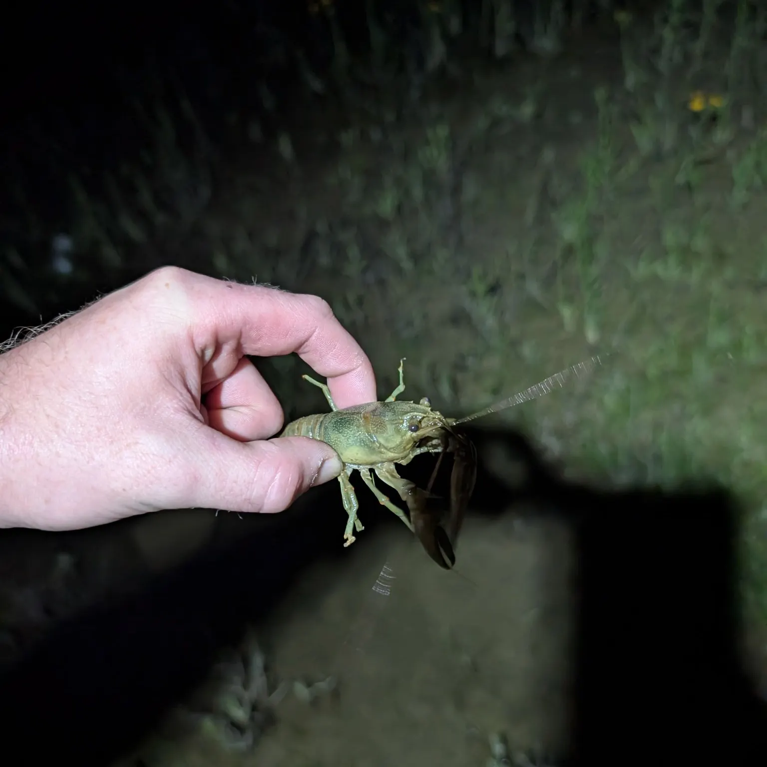 The most recent Appalachian brook crayfish catches on Fishbrain