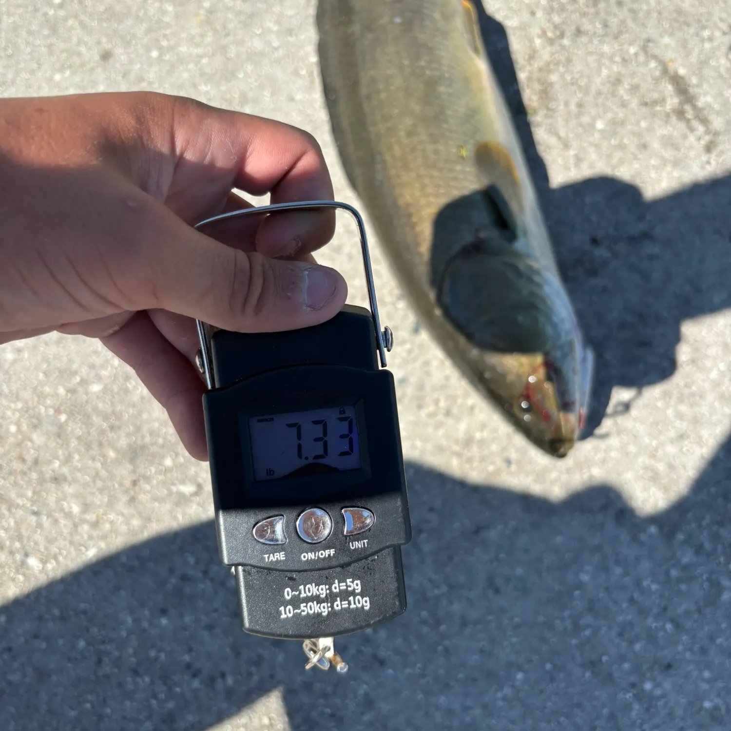Eyetail bowfin caught on Fishbrain