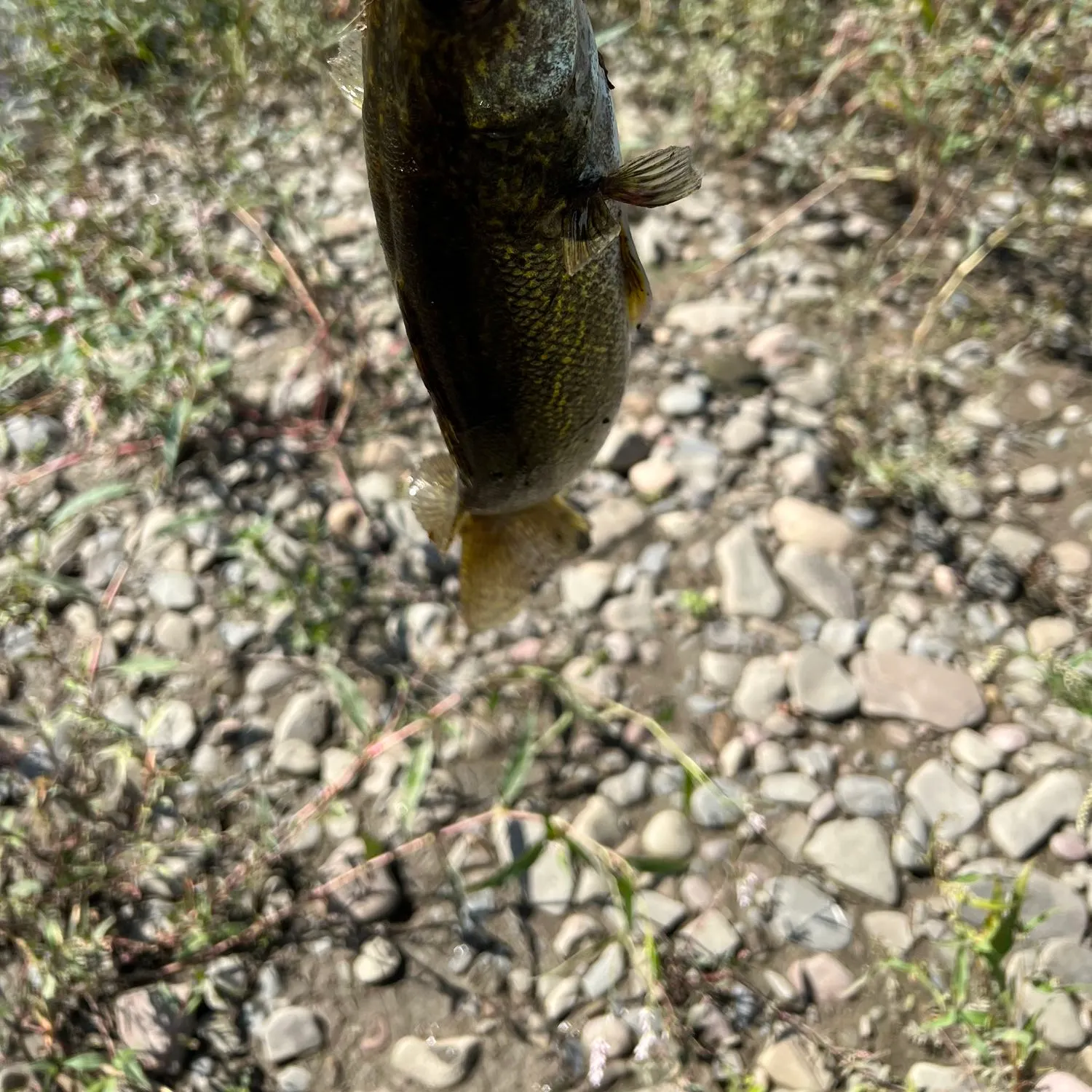 angler catch