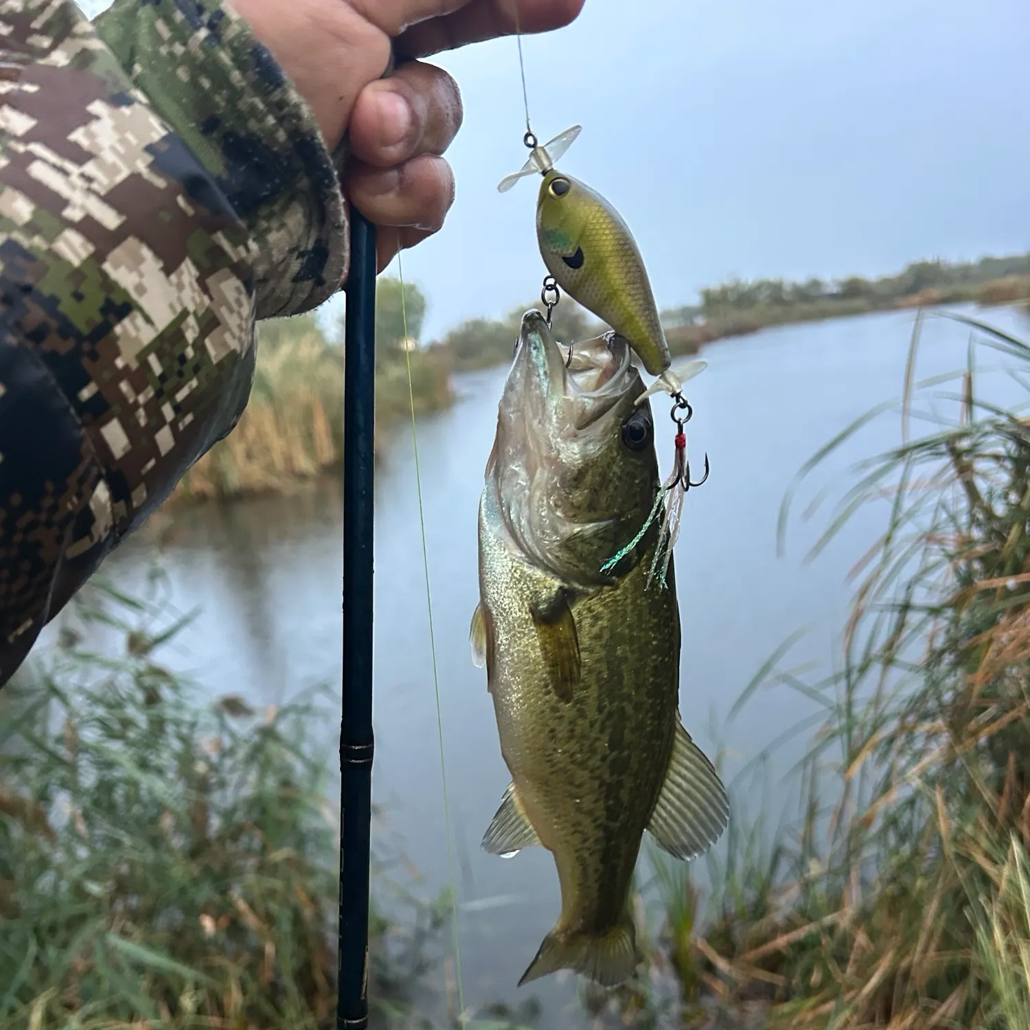 Largemouth bass caught on Fishbrain