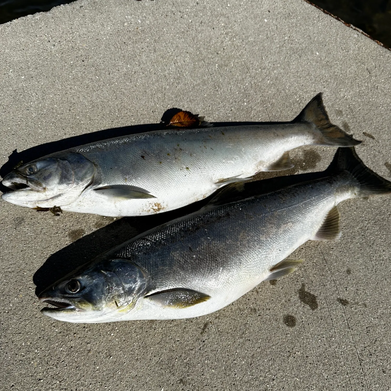 Coho salmon caught on Fishbrain