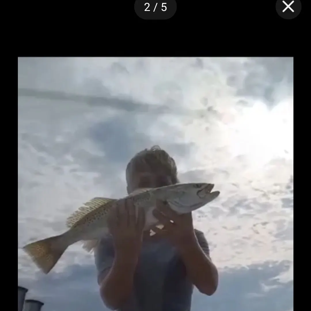 Spotted seatrout caught on Fishbrain