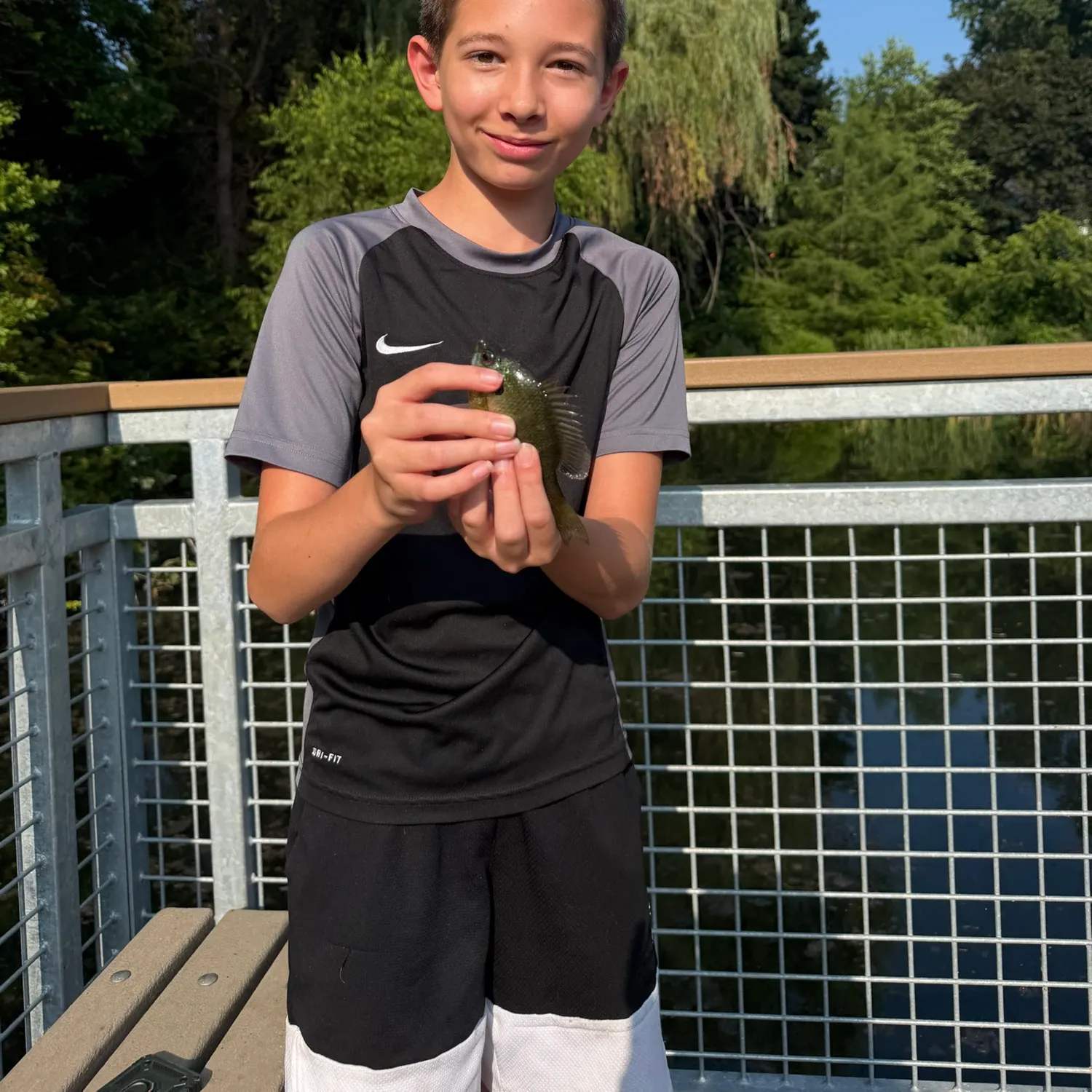 Bluegill caught on Fishbrain