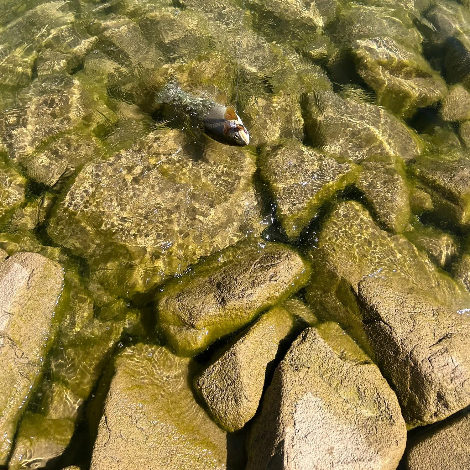 Bonneville cutthroat trout caught on Fishbrain