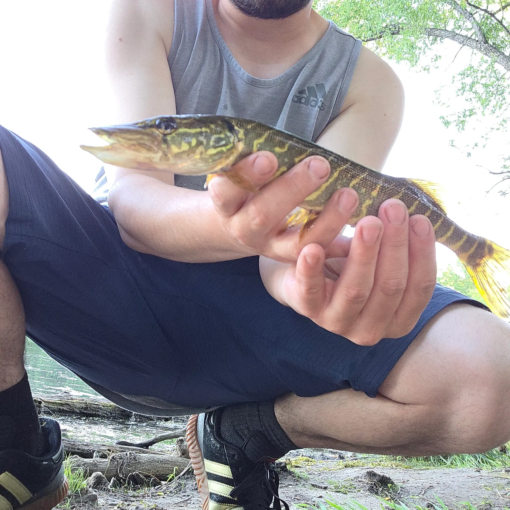 The most recent Redfin pickerel catches on Fishbrain