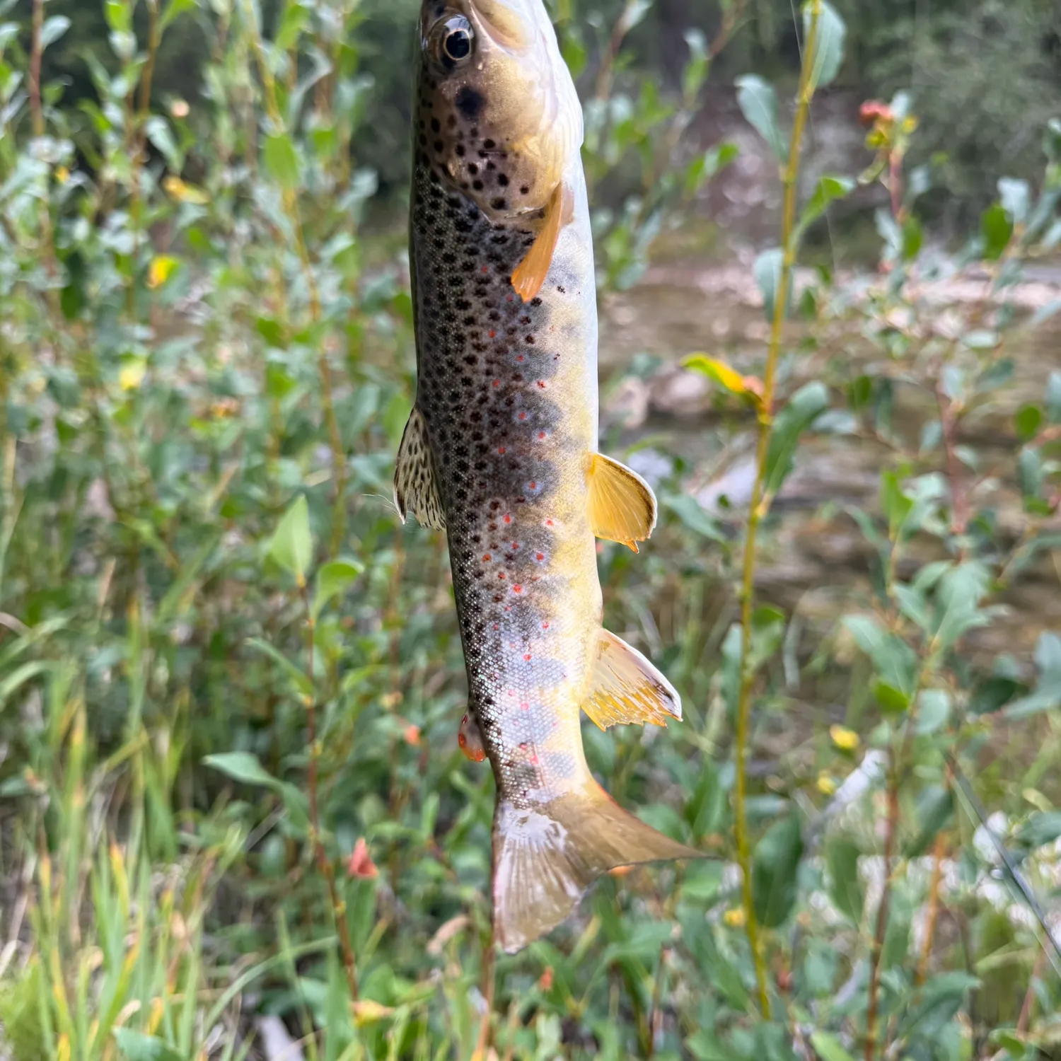 Brown trout caught on Fishbrain