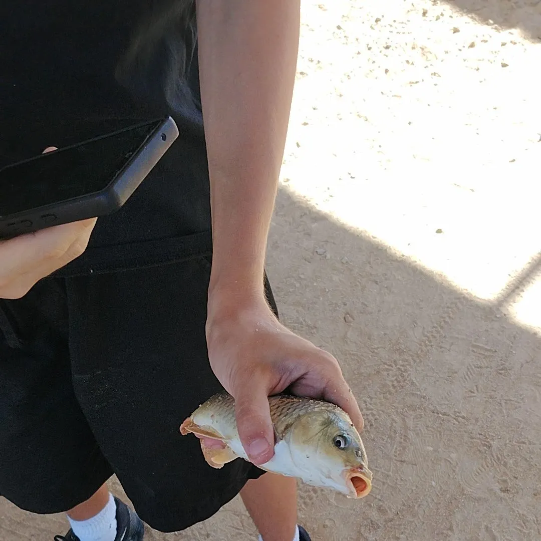 Common carp caught on Fishbrain