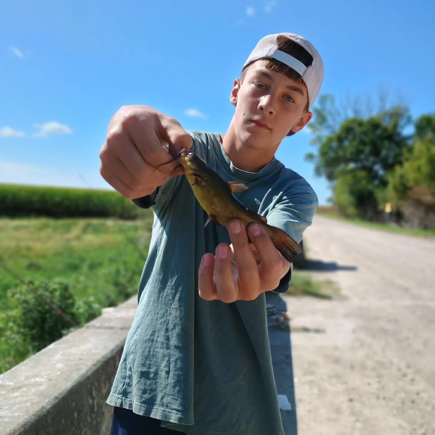 Yellow bullhead caught on Fishbrain