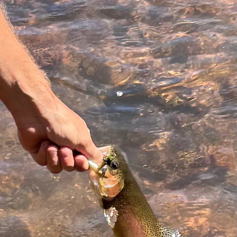 Rainbow trout caught on Fishbrain
