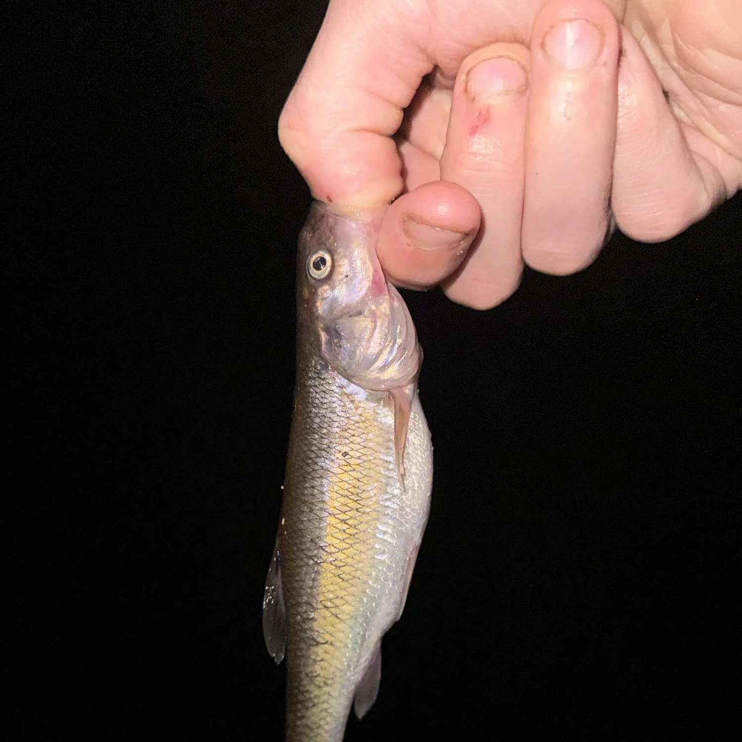 Creek chub caught on Fishbrain