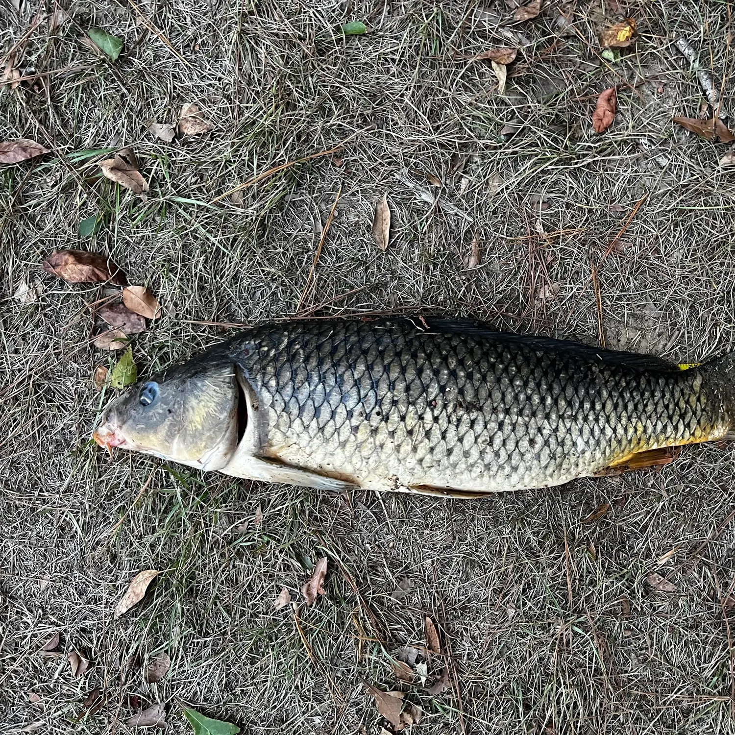 Common carp caught on Fishbrain
