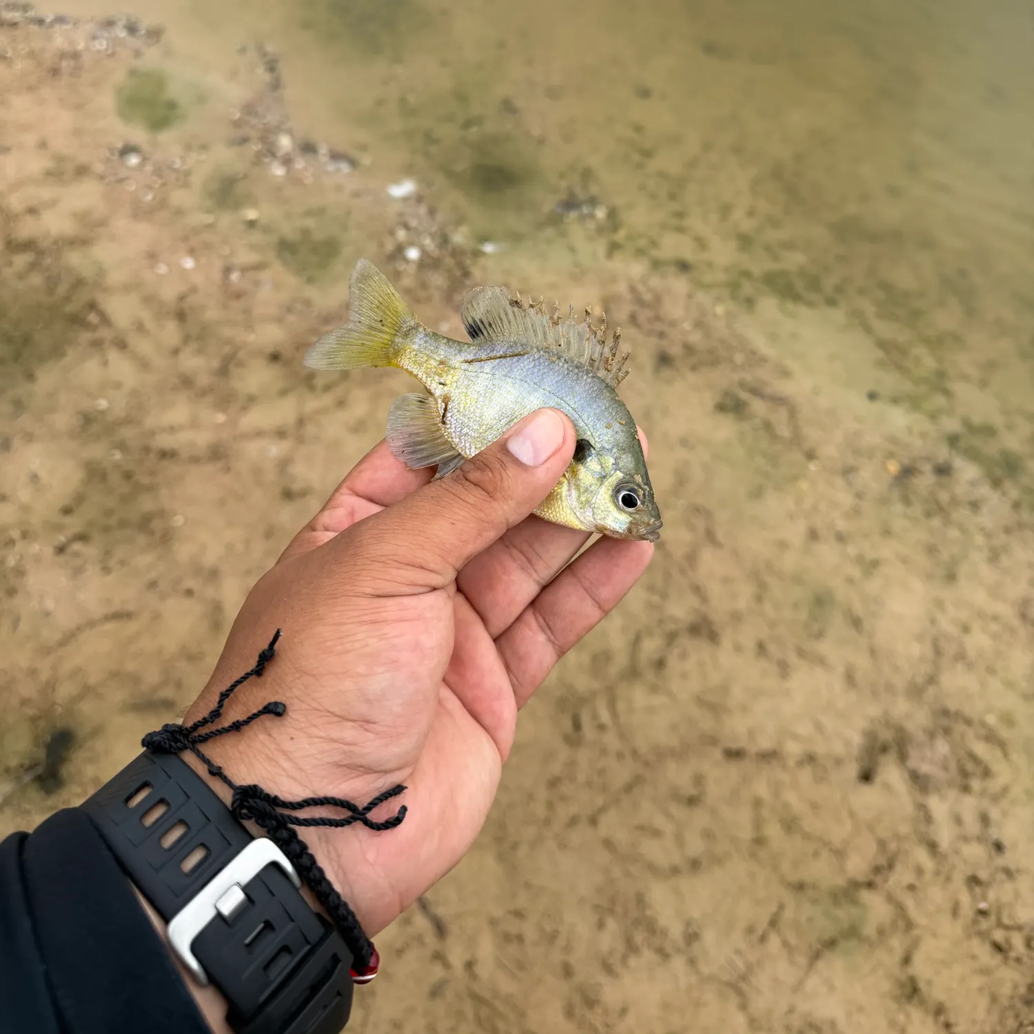 Bluegill caught on Fishbrain