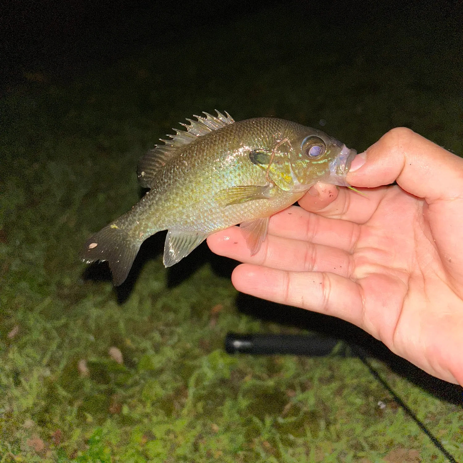 Redbreast sunfish caught on Fishbrain