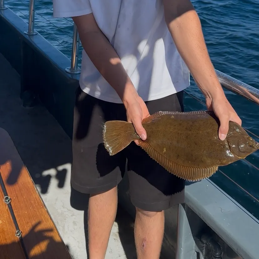 Winter flounder caught on Fishbrain