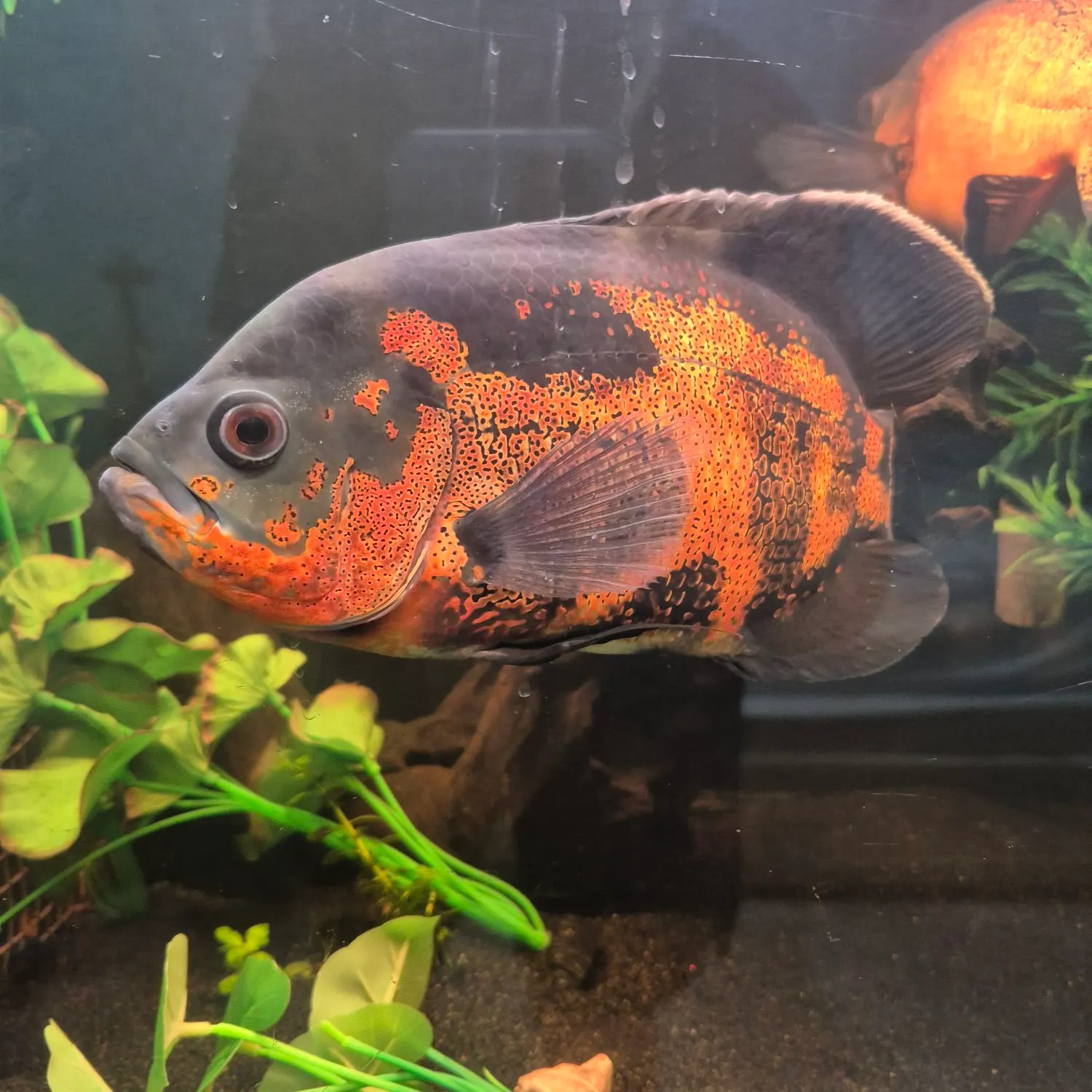 The most recent Oscar catches on Fishbrain