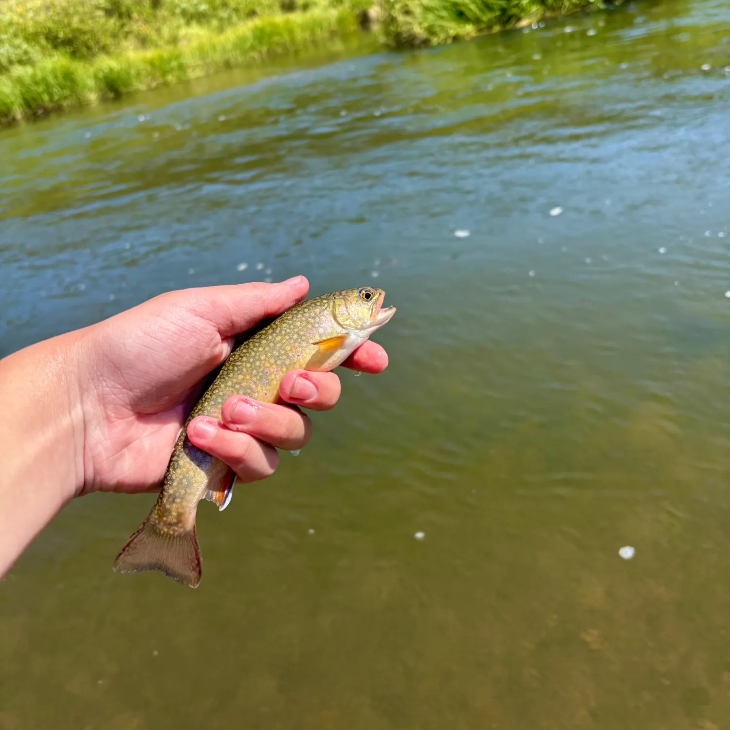 Brook trout caught on Fishbrain