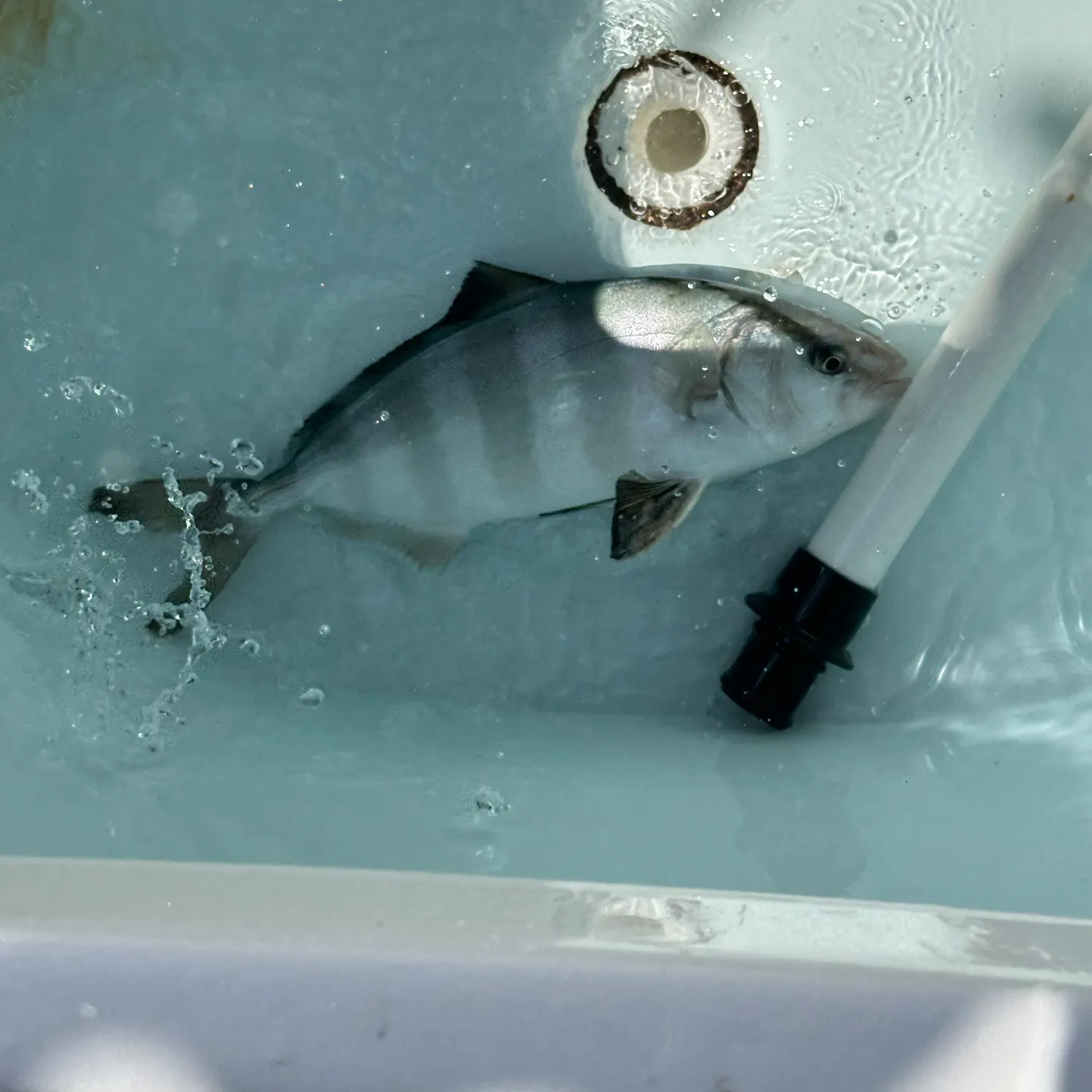 The most recent Banded Rudderfish catches on Fishbrain