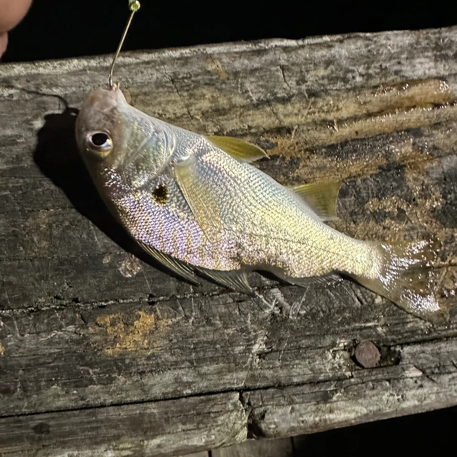 Silver perch caught on Fishbrain