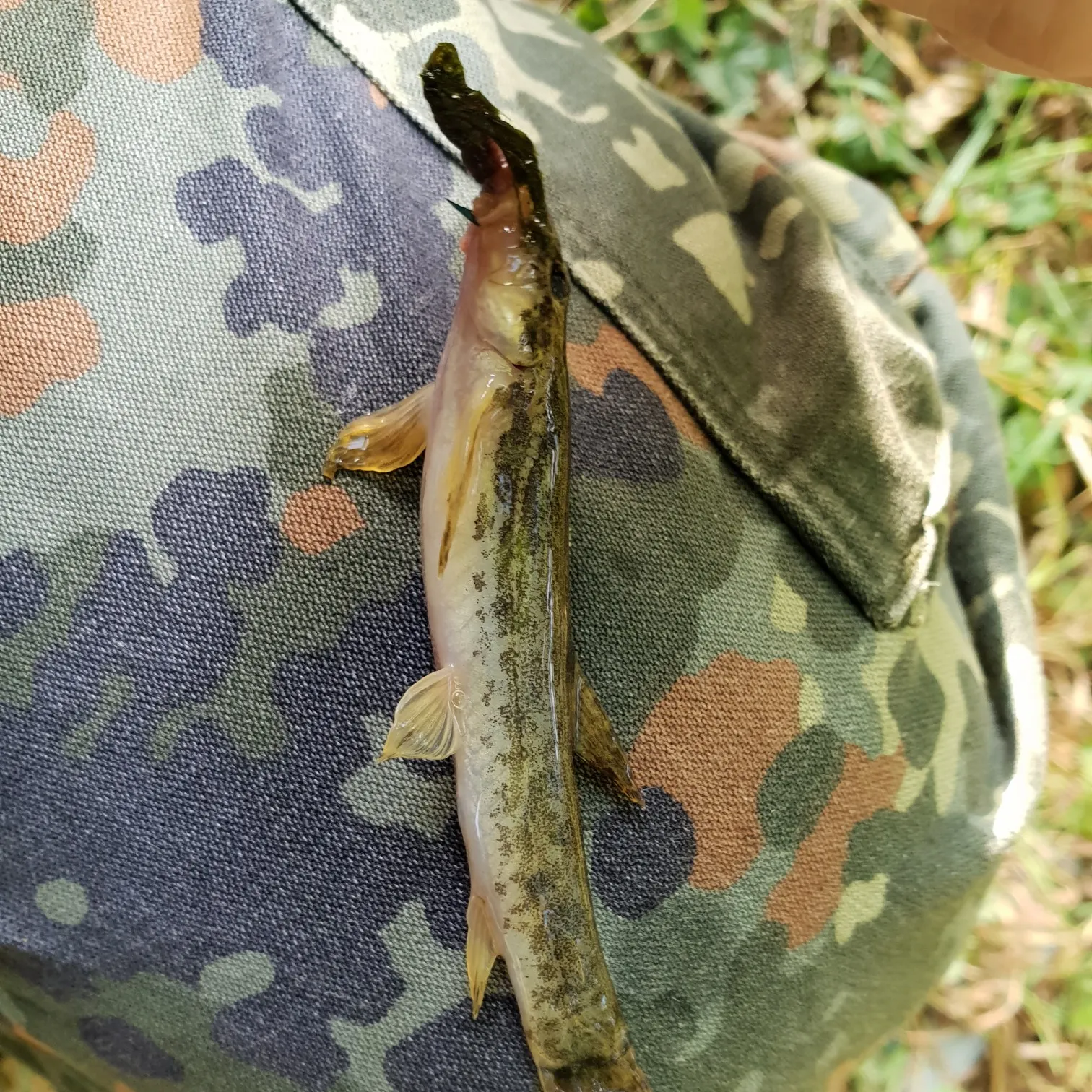 The most recent Cobitis biwae catches on Fishbrain