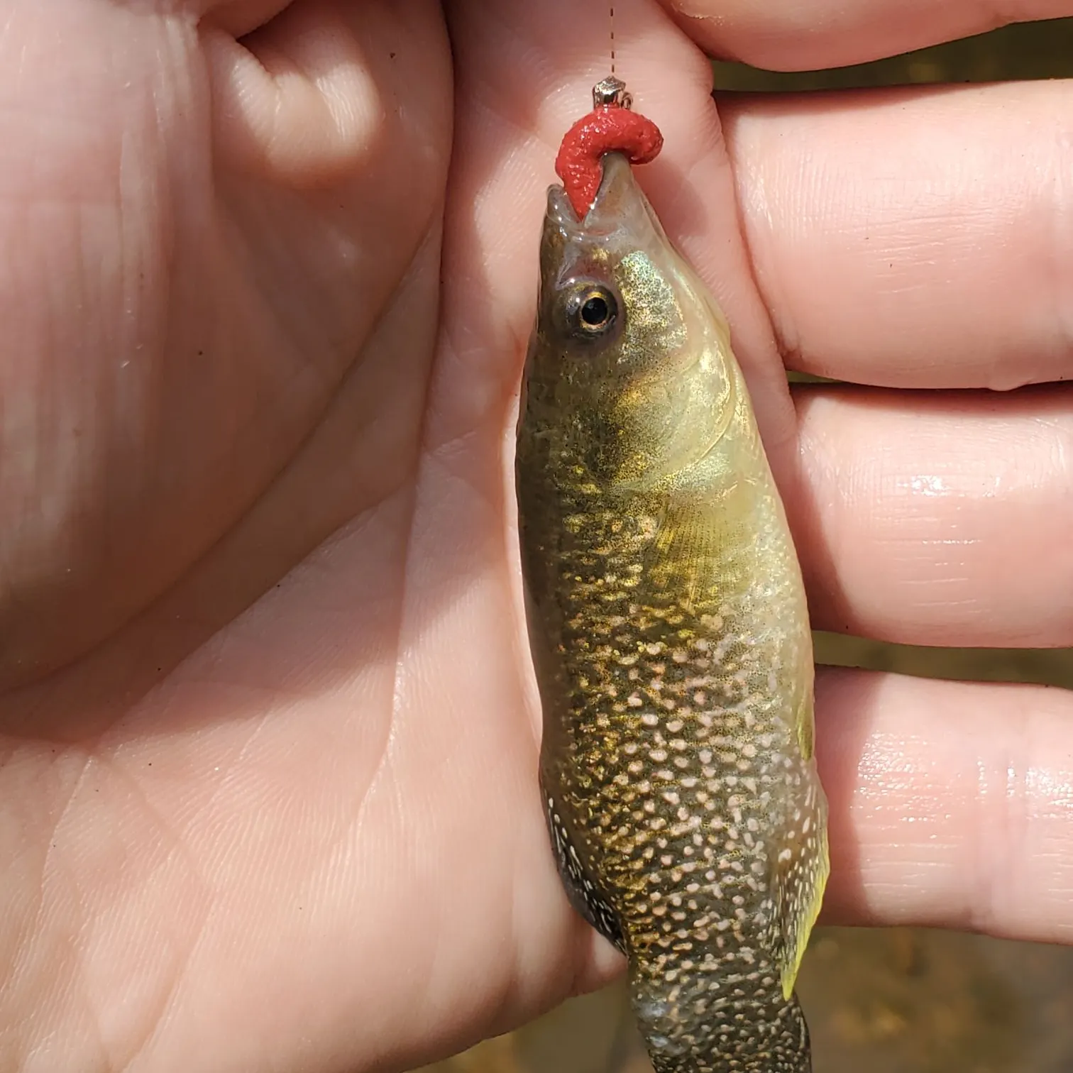 The most recent Mummichog catches on Fishbrain