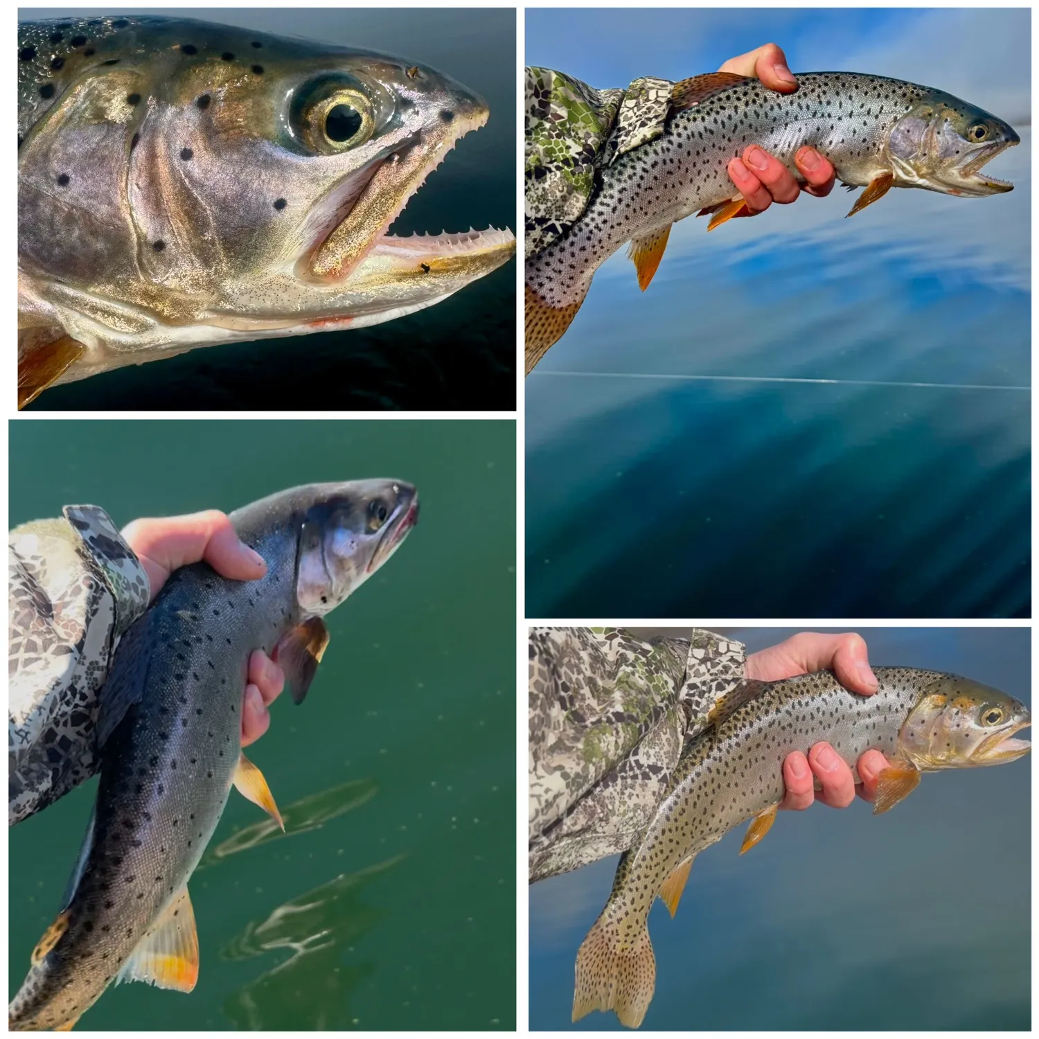 The most recent Bear River cutthroat trout catches on Fishbrain