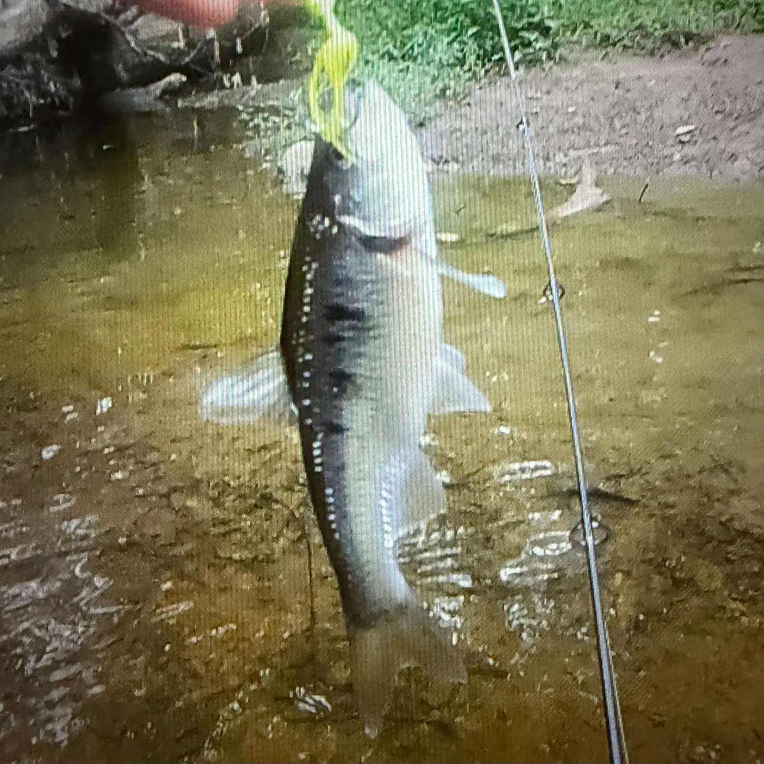 Striped shiner caught on Fishbrain