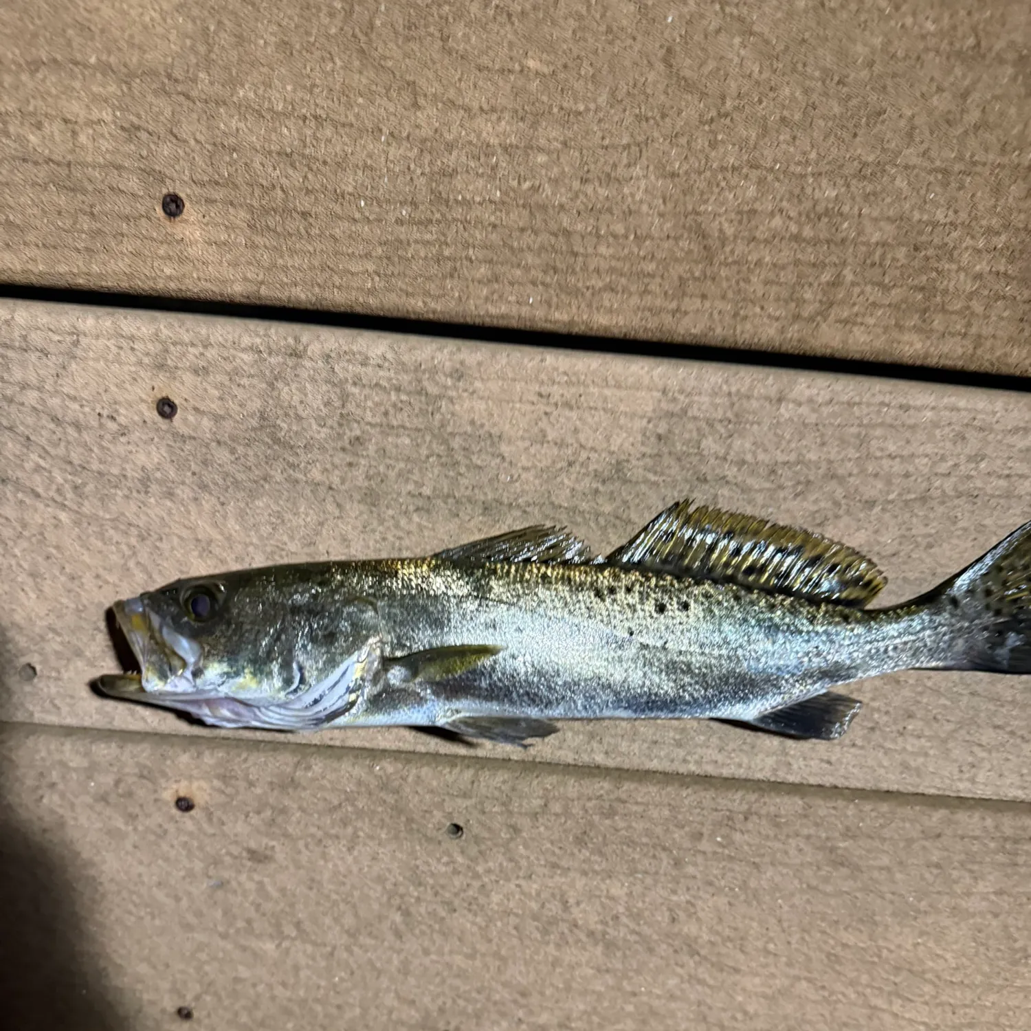 Spotted seatrout caught on Fishbrain