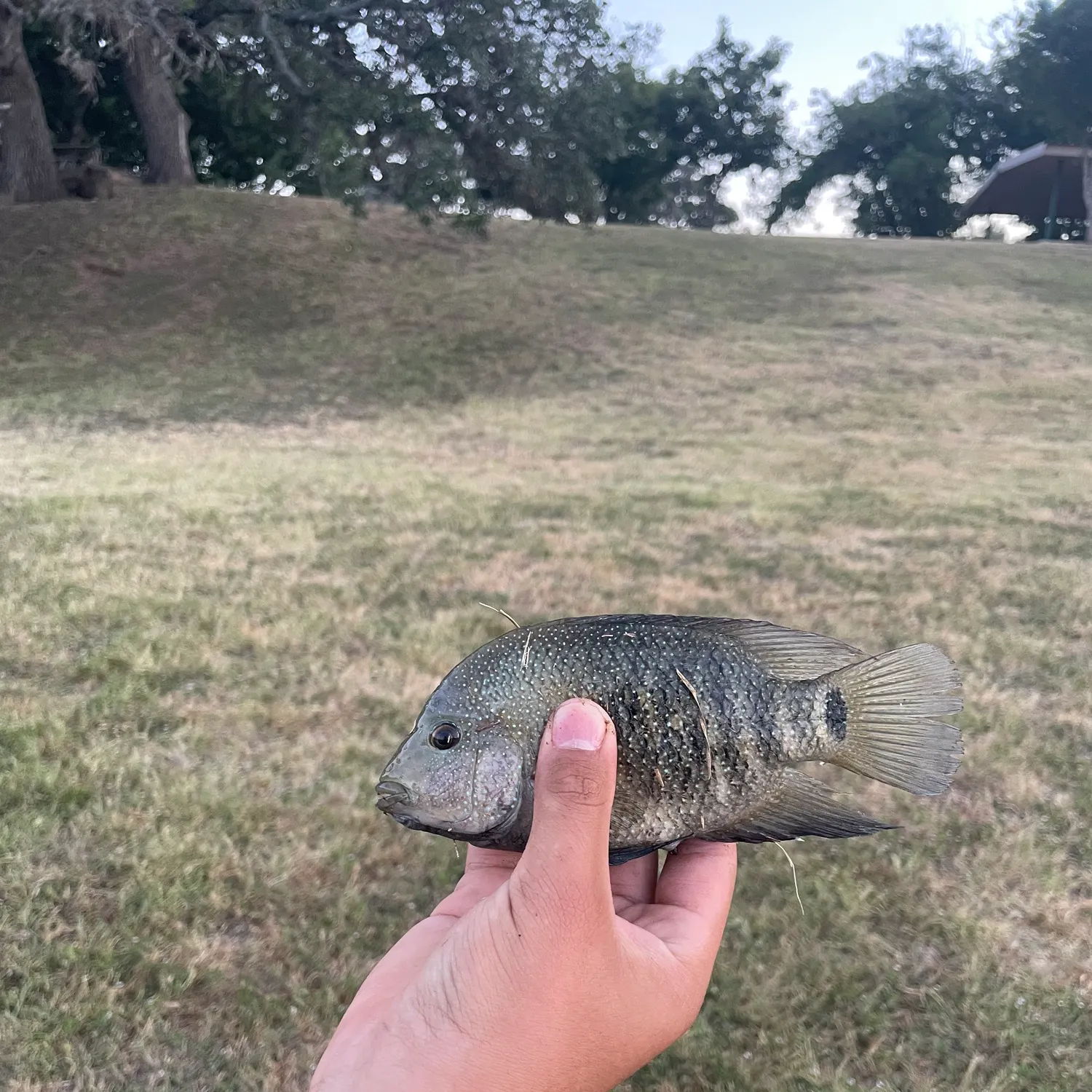The most recent Rio Grande cichlid catches on Fishbrain