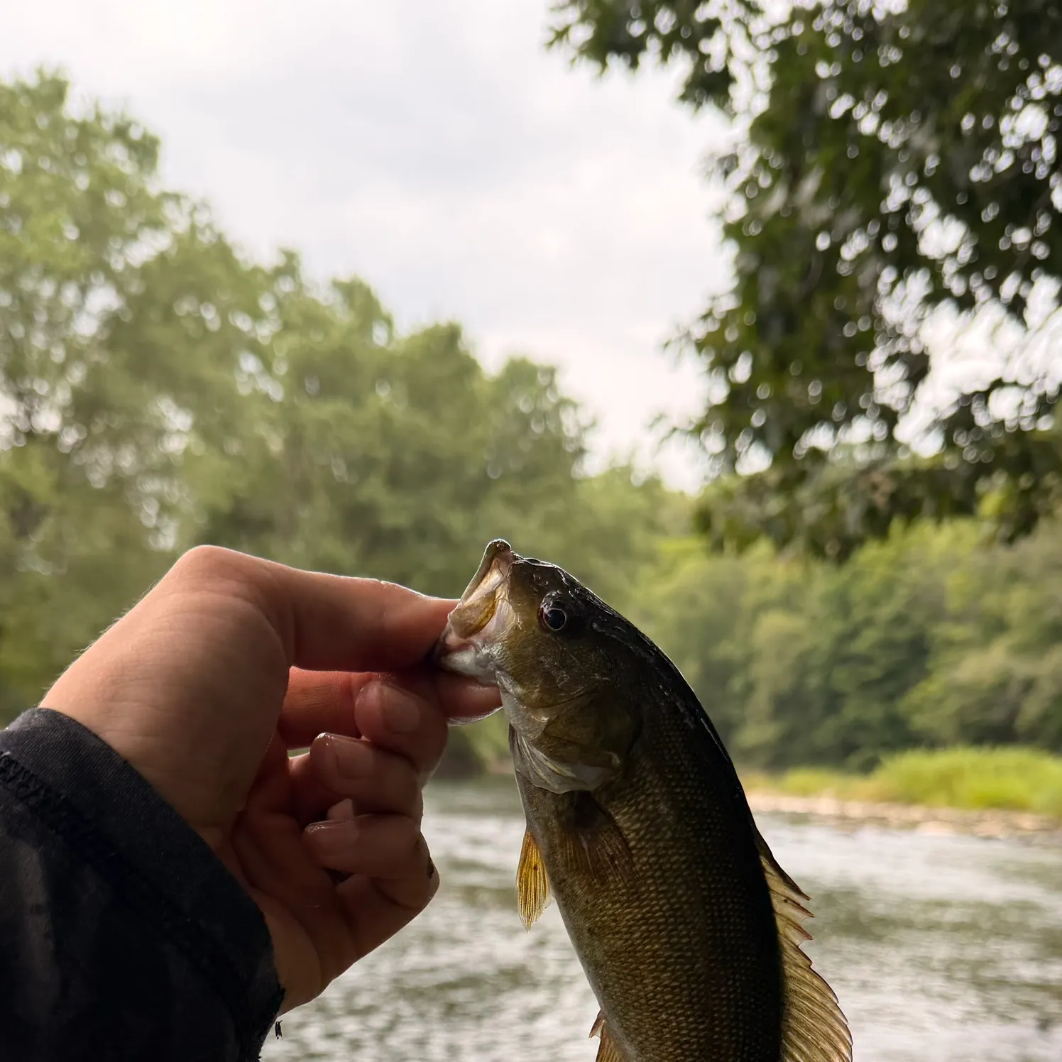 Smallmouth bass caught on Fishbrain