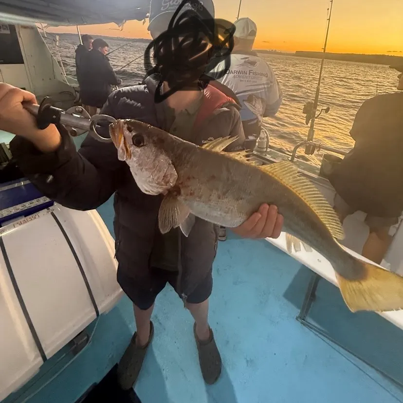 The most recent Japanese meagre catches on Fishbrain