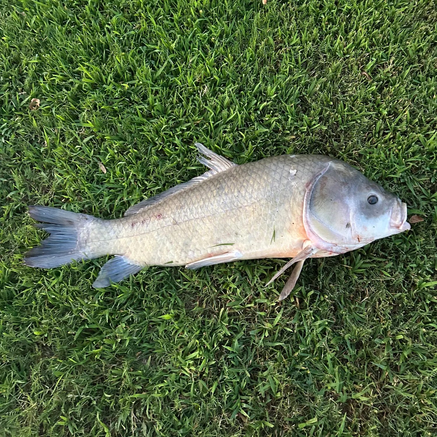 The most recent Black buffalo catches on Fishbrain