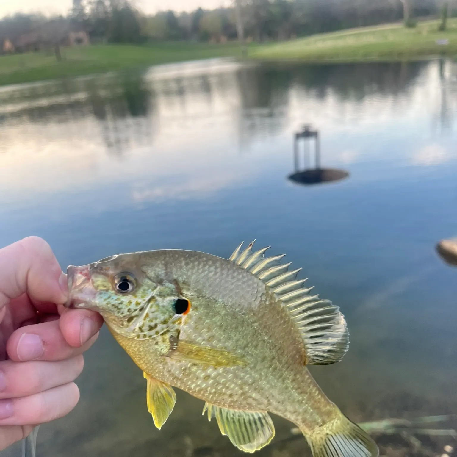 The most recent Redear sunfish catches on Fishbrain