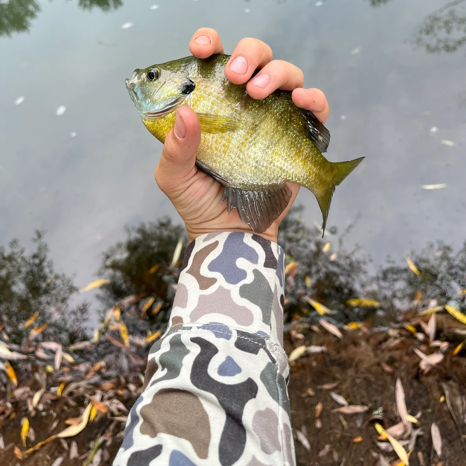 Bluegill caught on Fishbrain