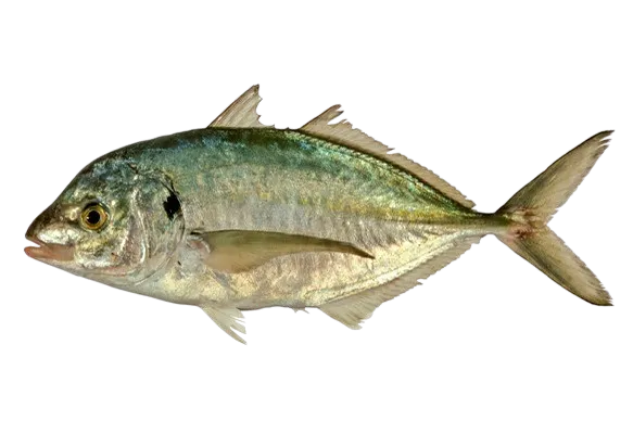 White trevally