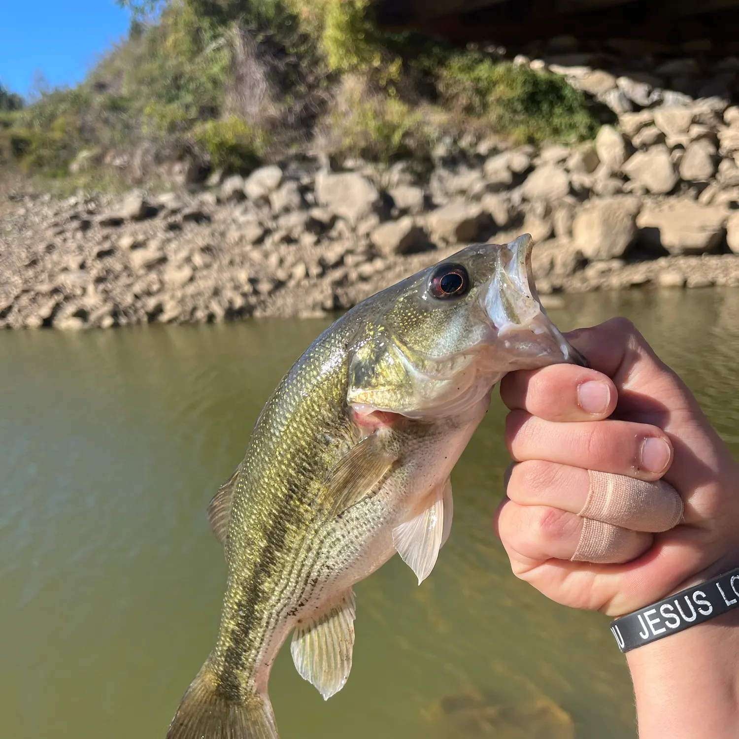 Spotted bass caught on Fishbrain