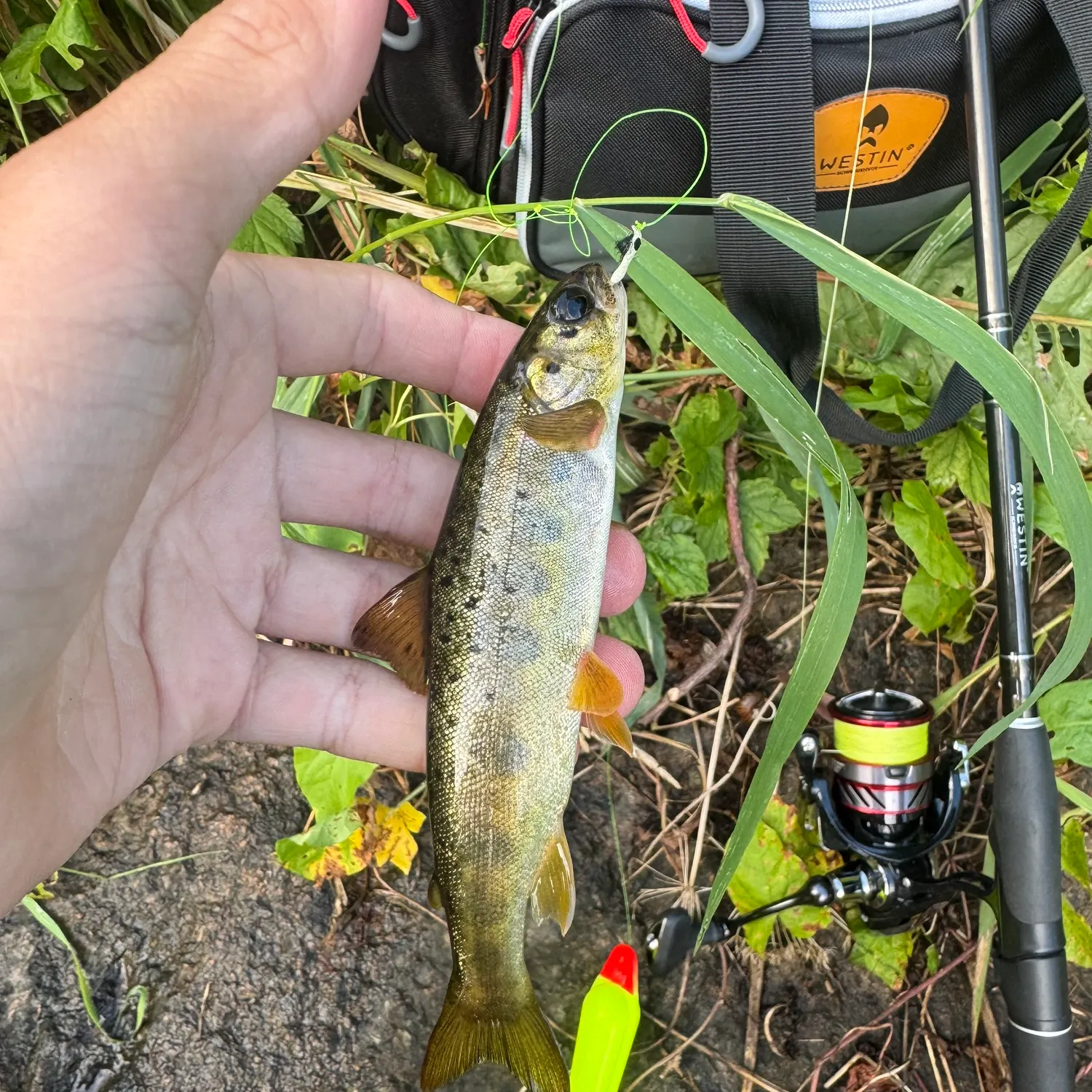 Brown trout caught on Fishbrain
