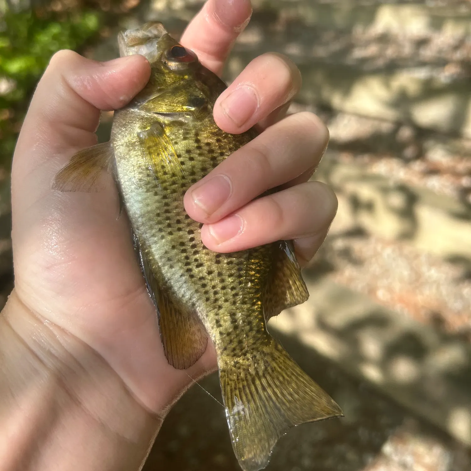 Rock bass caught on Fishbrain